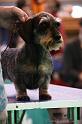 Crufts2011_2 1623